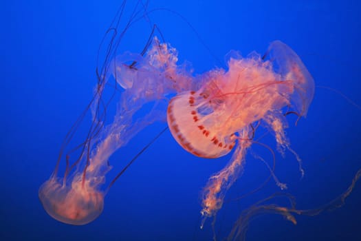 Jellyfish