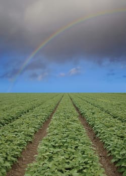 Strawberry Field