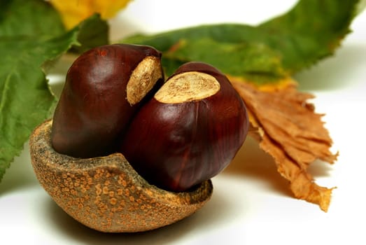 HORSE CHESTNUT
