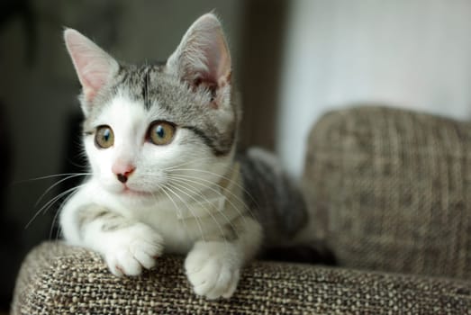 Where's the mouse?