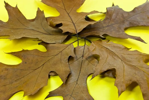 Autumnal oak leaves