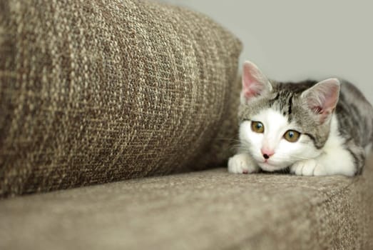 On the lookout