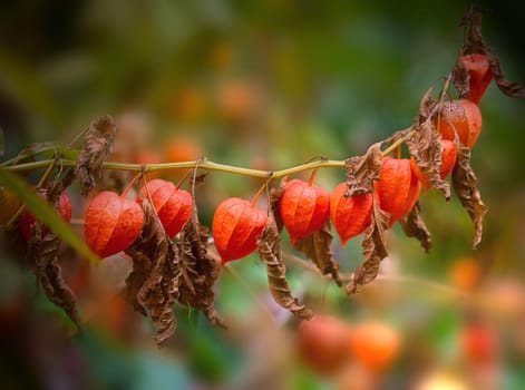 ... soon the fruits fall to the ground under the lanterns... the cycle is closed,next year they will bloom again!