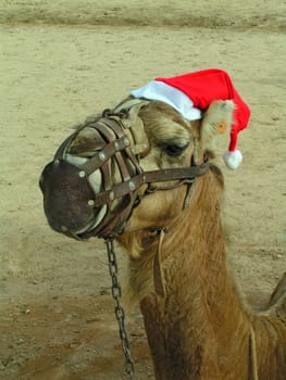 Santa hat with camel