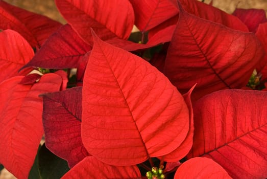 red poinsettia,swallowwort
