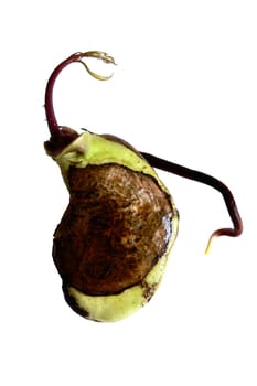 Mango germ