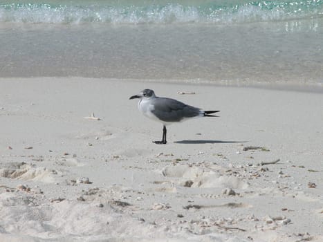 Seagull on the beach