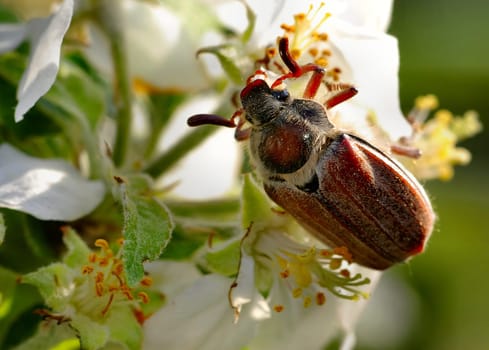 Licking nectar