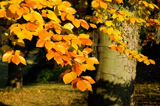 Colorful beech leaves in autumn