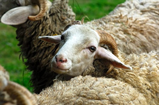 Lamb