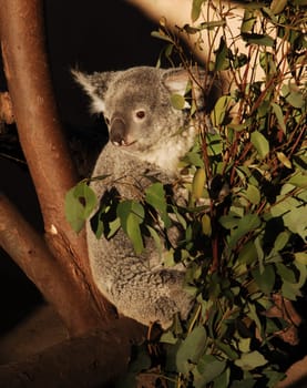 koala