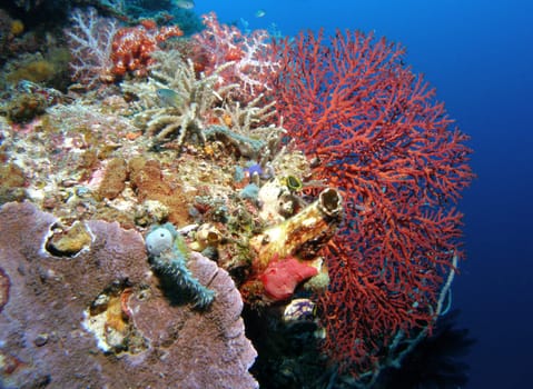 Fan coral,soft corals and sea squirts,the underwater world can be so beautiful! Recorded in Sulawesi / Indonesia.