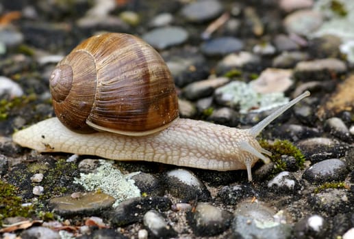 Edible snail