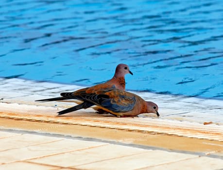 Pigeons on the water