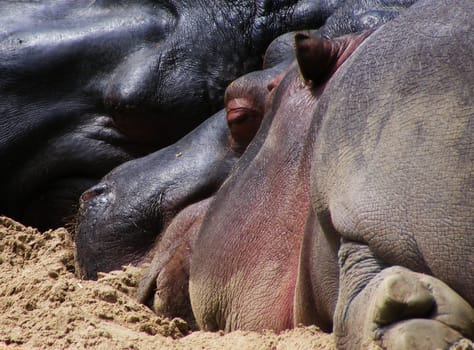 Sleeping hippos