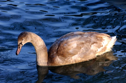 Juvenile swan on a body of water