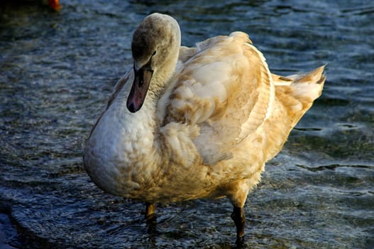 Juvenile Swan