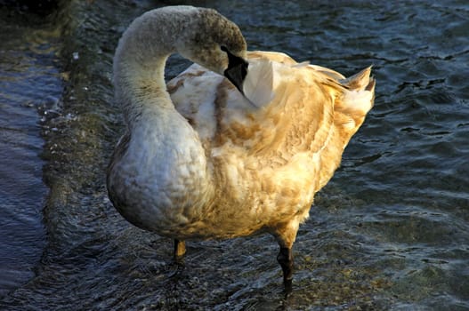 Swan preys plumage
