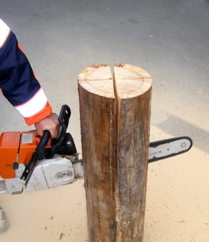 Tree trunk for making a Swedish fire.