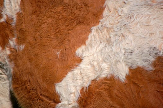 Cowhide