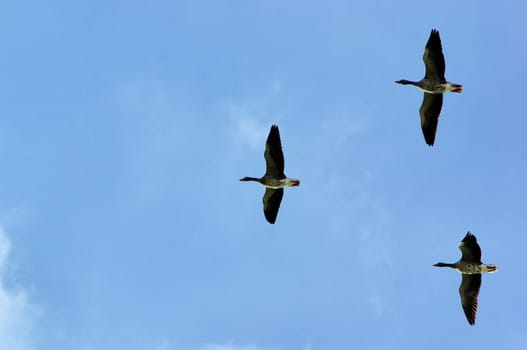 Greylag Geese