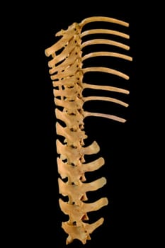 Wild boar spine