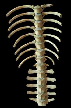 Wild Boar Spine II
