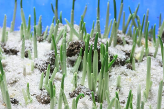 Barley grass