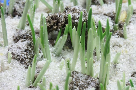 New life