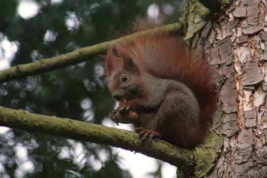 Branch sitter