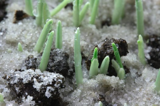 Morning Dew