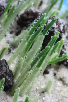 Silent Morning Dew