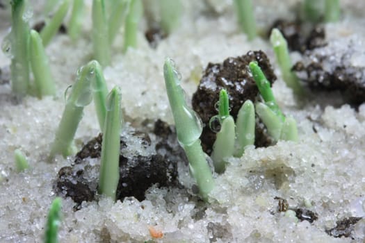 Game of dewdrops in the sand