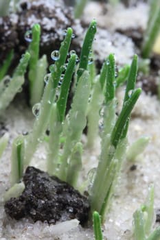 Seedling