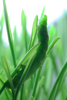 Caterpillar at its destination