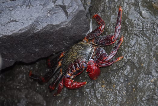 Crab Excursion