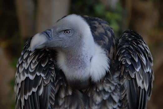Vulture Shooting