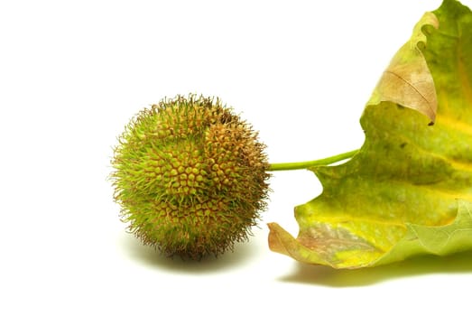 Chestnut