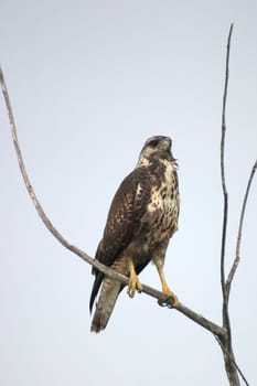 Caribbean Buzzard