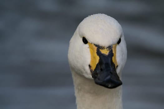 Whooper swan