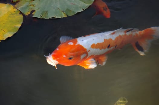 Koi Carp