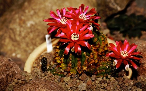 The fascination of cacti