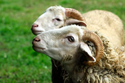 Innocent Lamb