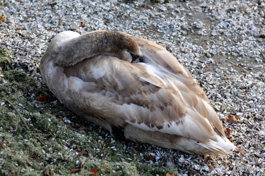 Sleeping Swan