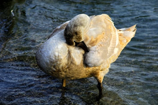 Young swan preening its plumage