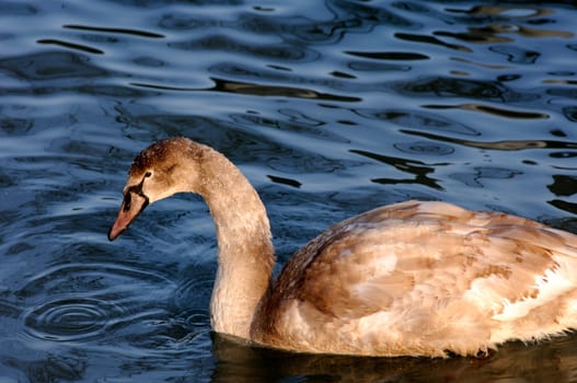 Young swan on the lake