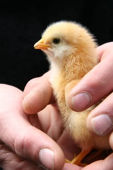 Chicks in farmer's hands