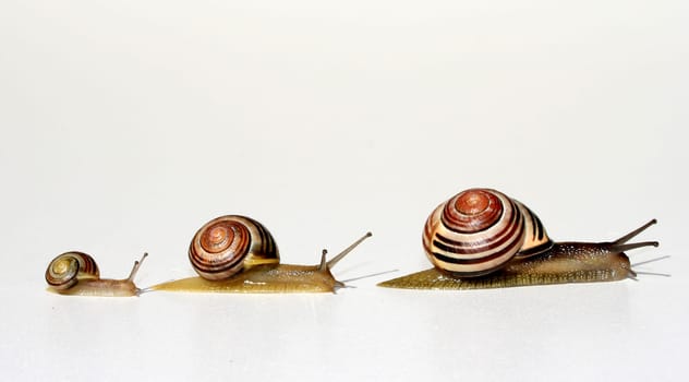 Snail family