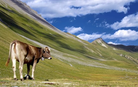 Pasture with a view