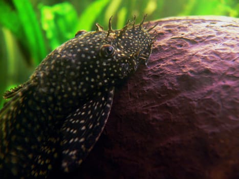 Catfish